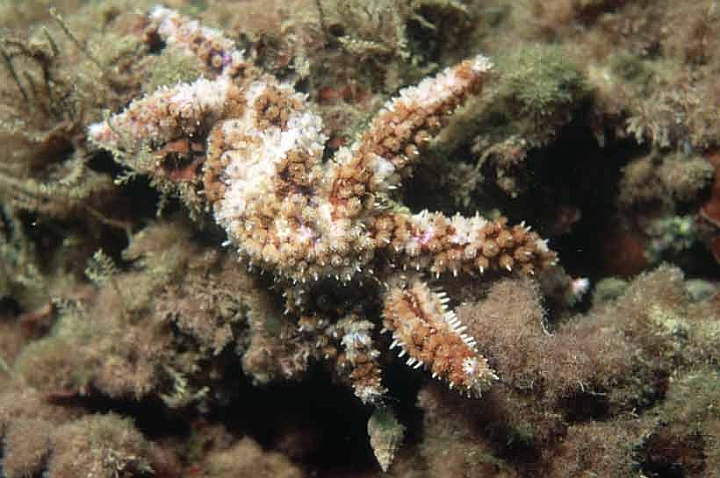 12 Coscinasterias tenuispina.jpg